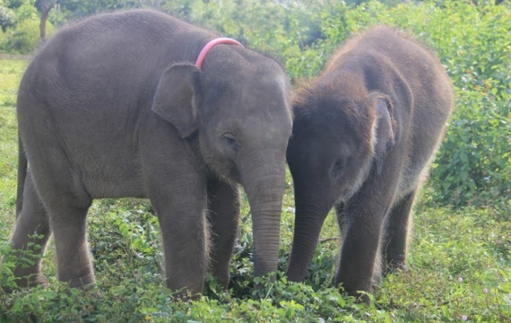 Kejinya Pemburu Gading, Dua Gajah Kecil Juga Dibantai